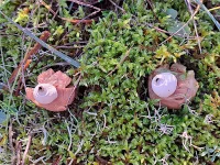 Viltige aardster [Geastrum saccatum]